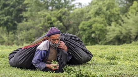 Gilan, berba zelenog čaja