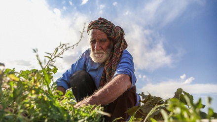 بەرۆژووبوون لە تەمەنی 80 ساڵ دا