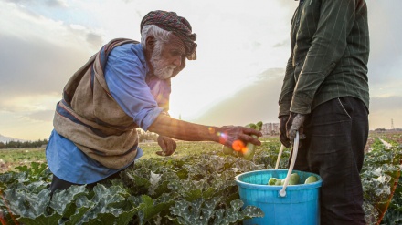 ۸۰ سالہ کسان کی روزہ داری۔ تصاویر