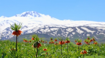 گزنگی به‌یانی - 24-05-2021