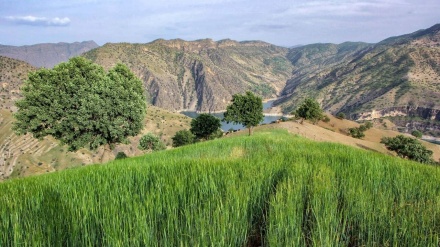 گزنگی به‌یانی - 04-08-2021