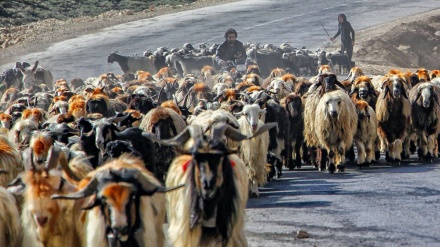 Dîmenên bedew ji koçerên zehmetkêş ên parêzgeha Çar Mehal û Bextiyarî