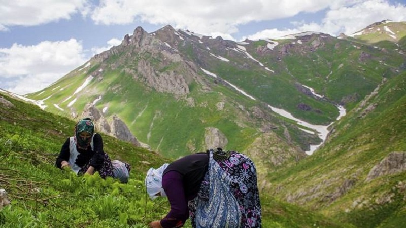  Li zozanên Feraşînê jinên Kurd ‘Siyaboyê’ kom dikin