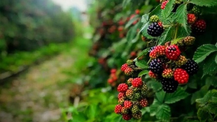  Mirwarîdê reş ê Mazenderanê - Dîmenên hilberîna dirriyê li baxên Mazenderanê