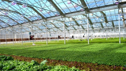 İranın Dərrəşəhr şəhərində dərman bitkilərinin becərilməsi