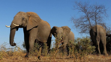ہاتھیوں نے چینی کاشتکاروں کو دسیوں لاکھ ڈالر کا نقصان پہونچایا