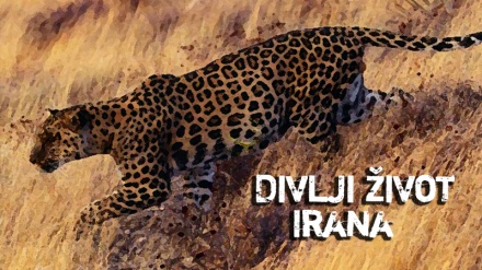 Divlji život Irana 