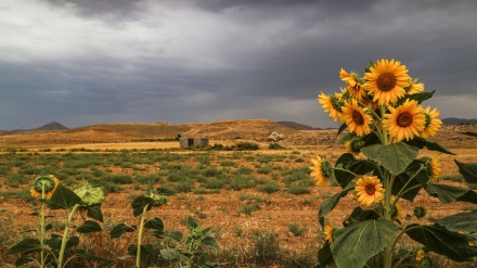 مەزرای گوڵەبەرۆژە لە خوڕاسانی باکوور