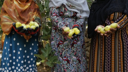 دەست پێ بوونی چنینەوە میوەی ناوچە کوێستانییەکان لە باخەکانی گوندی ھەماگ