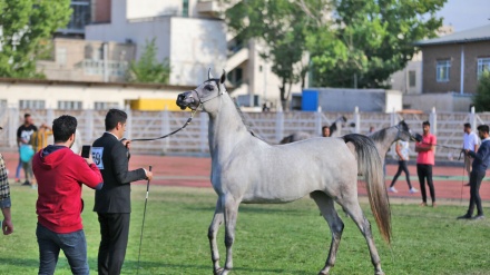 Ərdəbildə əsl ərəb atlarının festivalı keçirilib