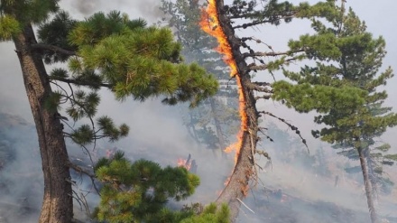 Vazhdon djegia e pyjeve në Mirditë, zjarre edhe pranë tunelit të Kalimashit