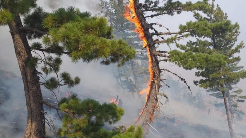 Vazhdon djegia e pyjeve në Mirditë, zjarre edhe pranë tunelit të Kalimashit