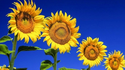 Çinîn û berhevkirina gulberojan li herêma Bîrcendê