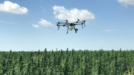 Arrestime në Dibër: Policia zbulon me dron 4 burra të një fisi duke ruajtur kanabisin