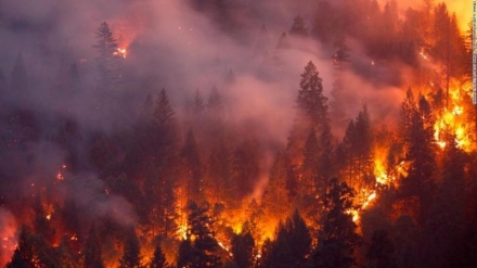 امریکہ اور یورپ آگ کی لپیٹ میں، ہزاروں ایکڑ جنگلات جل کر راکھ
