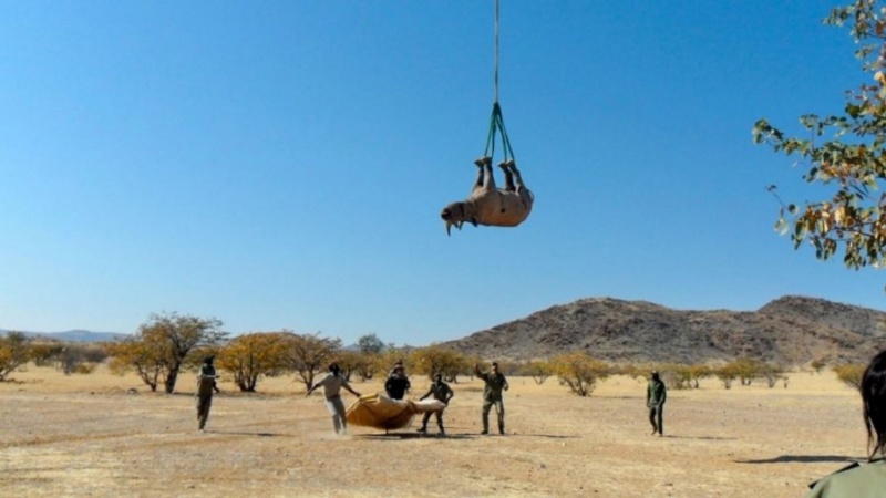 Transportimi i rinocerontëve me helikopter fiton çmimin Ig Nobel