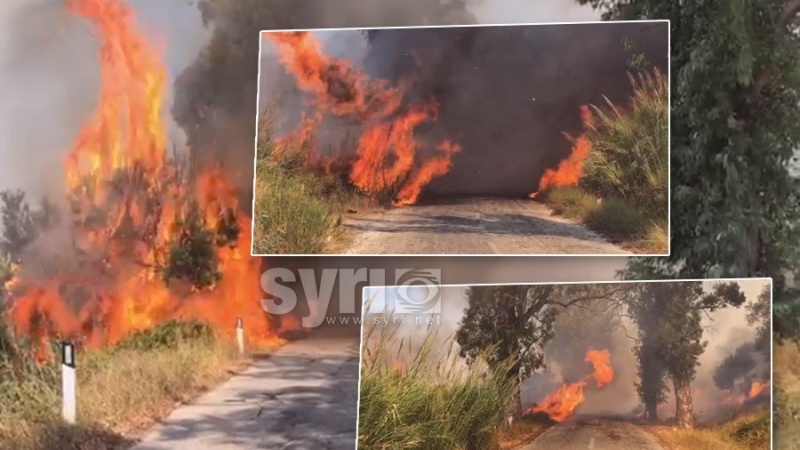 Zjarrvënie e qëllimshme, arrestohen dy shtetas dhe procedohet penalisht një i mitur