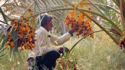 Berba rutaba (hurmi) na jugu Irana 