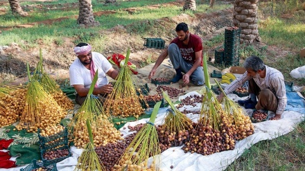 ھاوین وەرزی چنینەوەی نۆبەرەی خورمایە لە باخەکانی باشووری ئێران