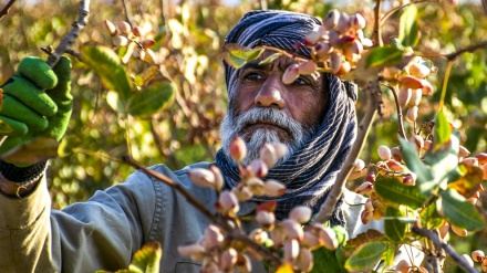 Kerman, berba pistacija