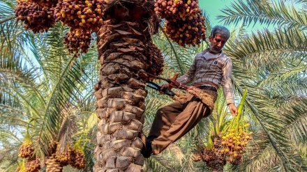 Havîn demsala berhevkirina xurmeyên zûgihêştî li başûrê Îranê