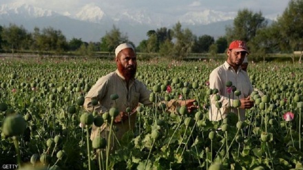 افغانستان میں افیون کی پیداوار