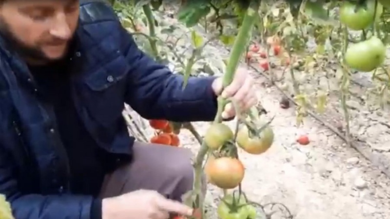 Ozgani’ falimenton 400 fermerë beratas: Dëmshpërblim, se këtë katastrofë e shkaktoi qeveria!