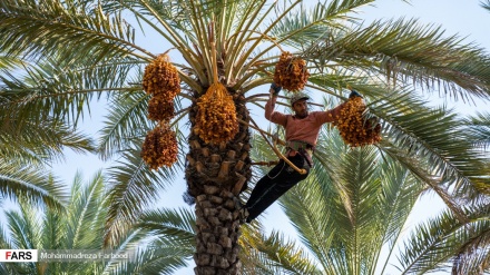 وەرزی چنینەوەی خورما لە باخەکانی باشووری ئێران