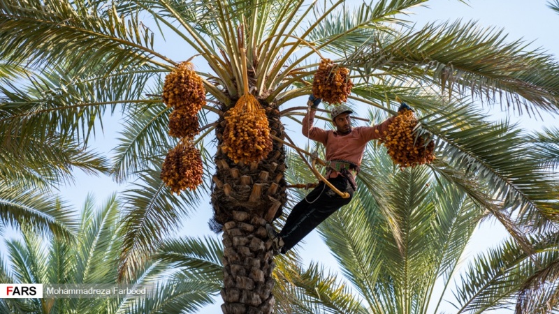 وەرزی چنینەوەی خورما لە باخەکانی باشووری ئێران