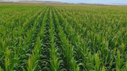 İran-Azərbaycan kənd təsərrüfatı əməkdaşlıqları genişləndirilir