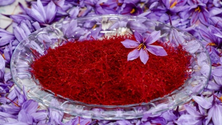 زعفران٫ سرخ سونے کی کہانی - ڈاکومینٹری