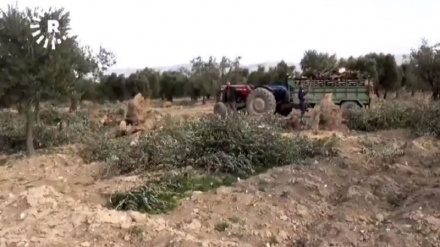 Çeteyên dewleta Tirkiyê li Efrînê 16 Kurd revandin 