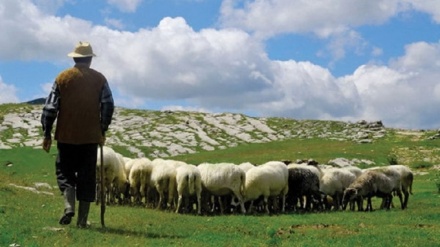 Qeveria Rama hap akademinë për barinj