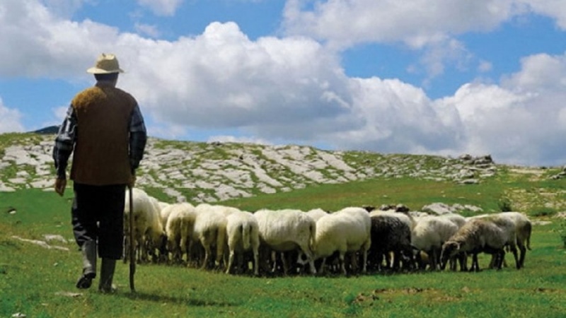 Qeveria Rama hap akademinë për barinj
