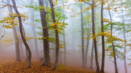 Jesenje šume Mazandarana