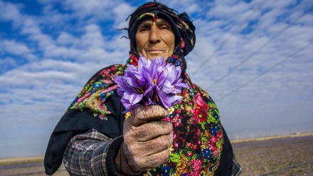 Wêneyên Balkêş ên Çinîna Gula Zeferanê