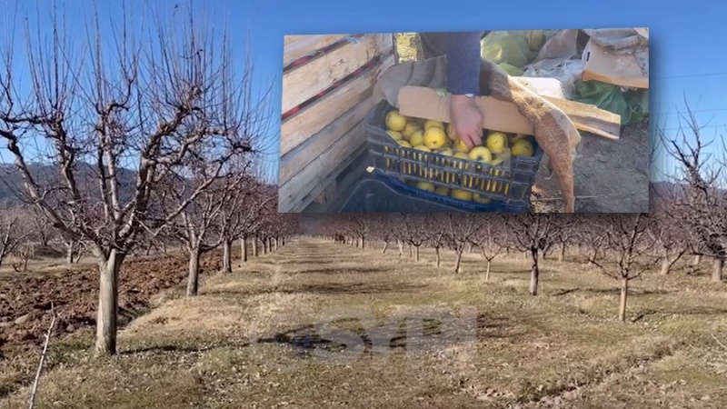  Fermerët e Korçës drejt falimentimit: Prodhimet po i hedhim në kanal