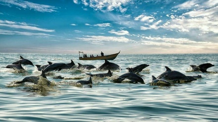 ایران کا جزیرۂ ہنگام کھلنڈر ڈولفن کا میزبان 