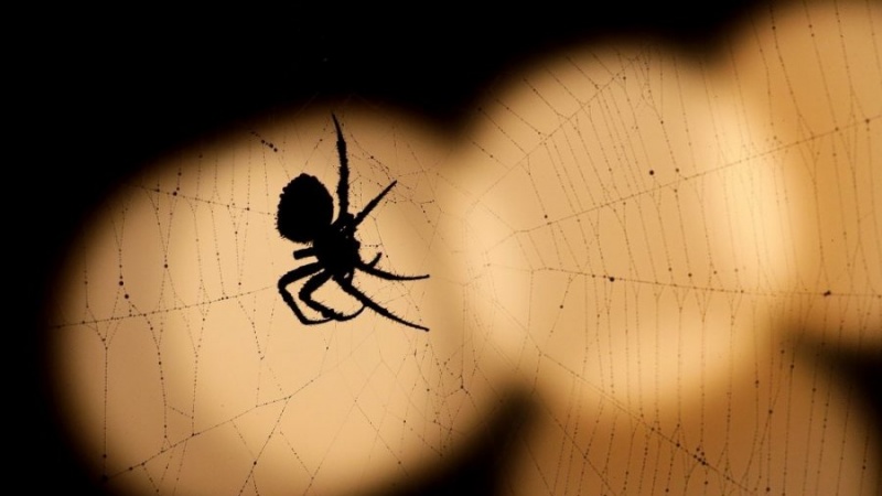 Nga vjen frika prej merimangave?