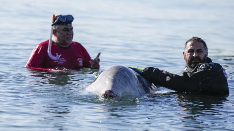 Vazhdon operacioni për të shpëtuar balenën e bllokuar në ujërat pranë Athinës