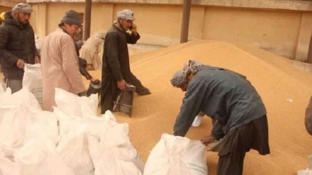  توزیع هشت هزار تُن گندم در شمال افغانستان