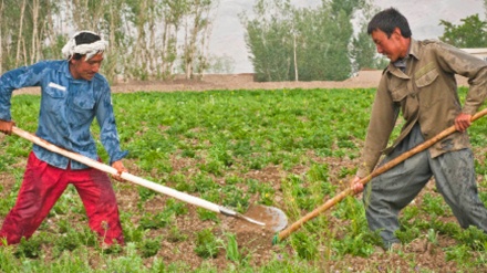 سازمان همکاری‌ اسلامی به بخش کشاورزی افغانستان کمک خواهد کرد