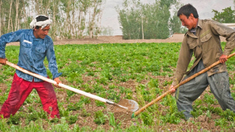 سازمان همکاری‌ اسلامی به بخش کشاورزی افغانستان کمک خواهد کرد