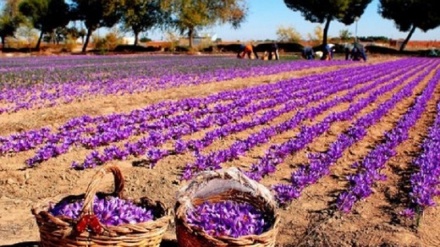 تولید زعفران در هرات ۵۰ درصد کاهش یافته است