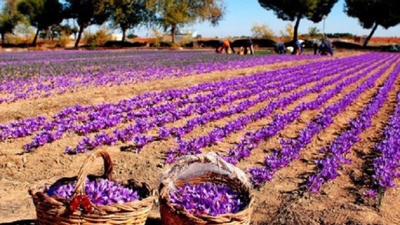 تولید زعفران در هرات ۵۰ درصد کاهش یافته است