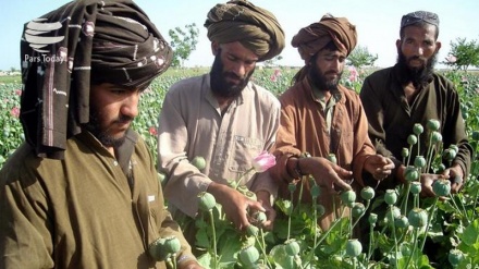افغانستان میں پوست کی کاشت طالبان کےلئے ایک چیلنج یا منافع بخش کاروبار