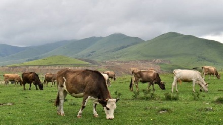 بروسلی گائے سے ملئے+ ویڈیو