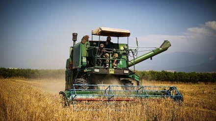سیلاب کے بعد پاکستان میں گندم کا بحران،پرائیویٹ سیکٹر کی گندم خریداری پر پابندی 