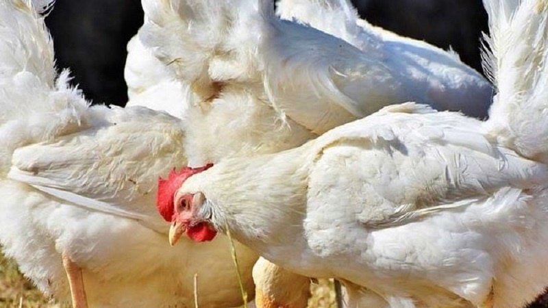 Kosova ndalon importin e pulave nga Durrësi