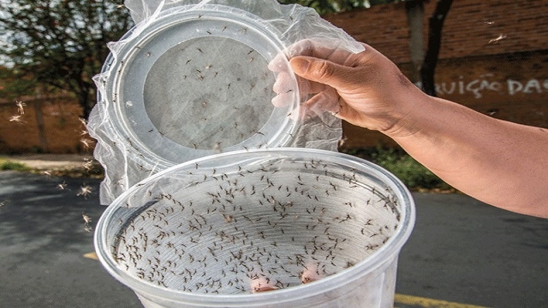 کیوں دو ارب مچھروں کو ماحول میں چھوڑا جائے گا؟